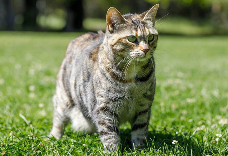 American Bobtail