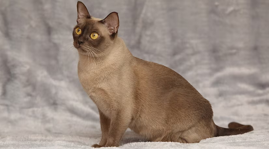 Burmese