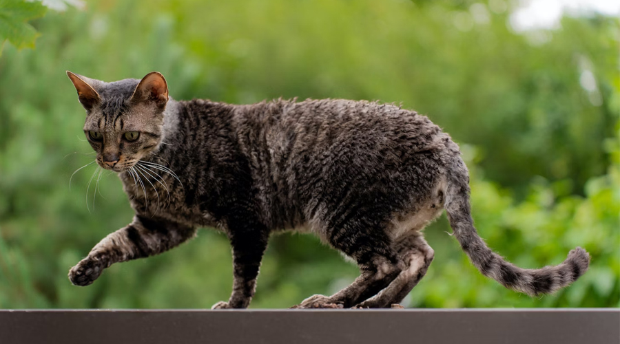 Cornish Rex