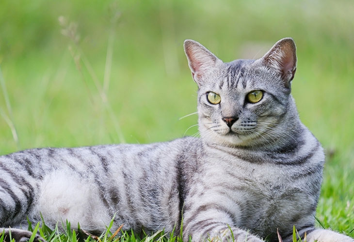 Egyptian Mau