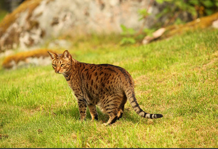 Ocicat