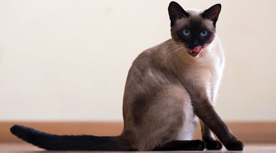 Siamese