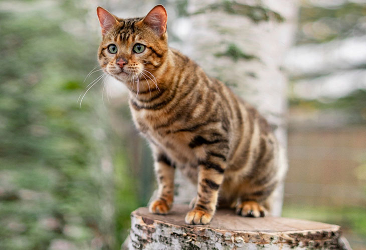 Toyger