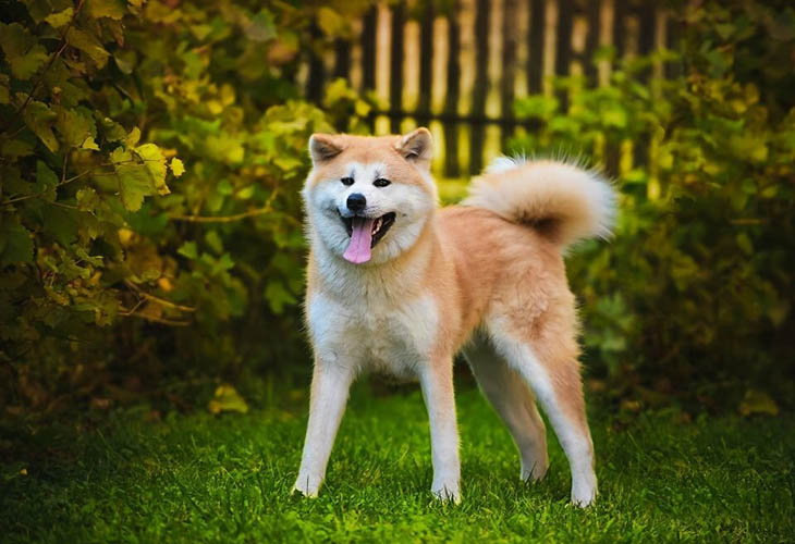 Akita