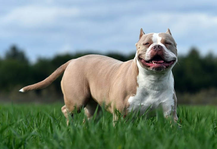 American Pit Bull Terrier