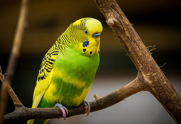 Budgerigar