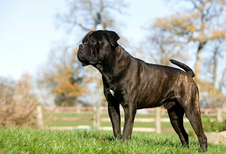 Cane Corso