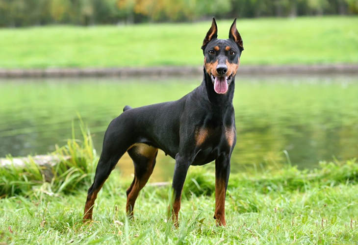 Doberman Pinscher