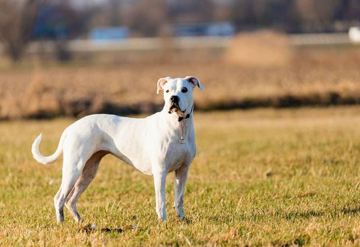 Dogo Argentino