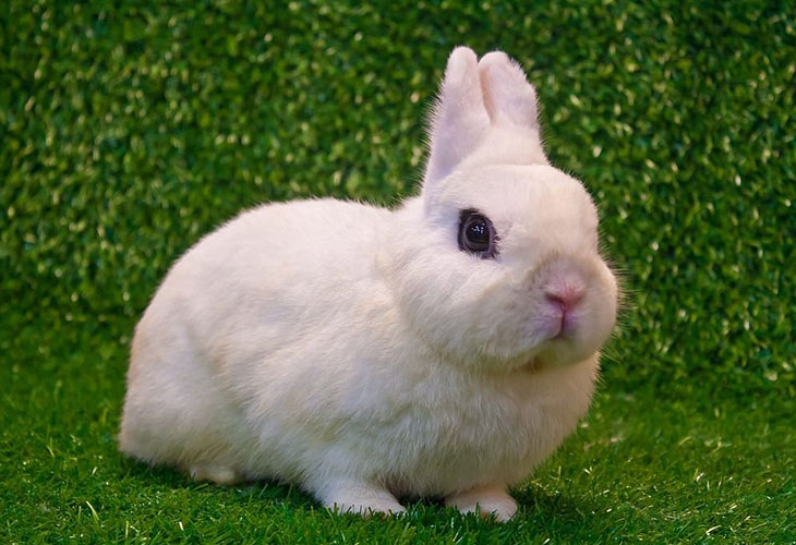 Dwarf Hotot