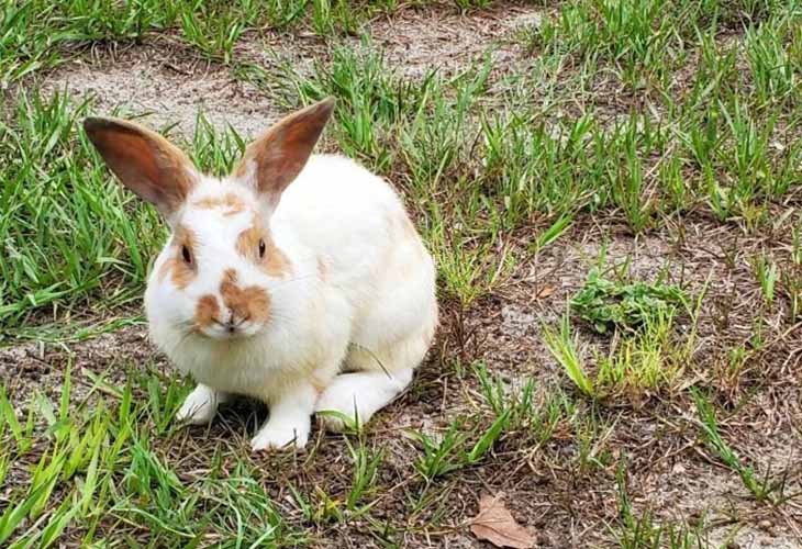 Florida White Rabbit