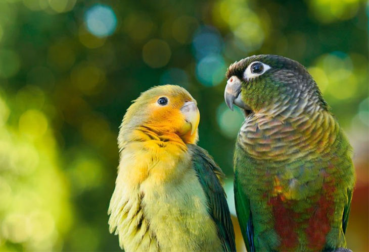 Green-Cheeked Conure