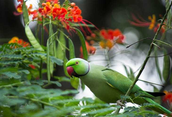 Indian Ringneck Parakeet