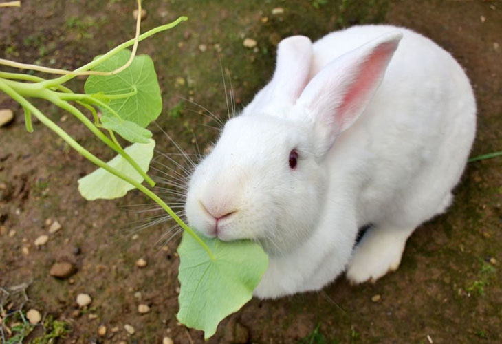 New Zealand White Rabbit