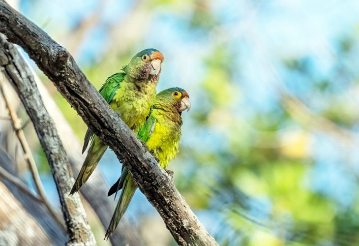 Pacific Parrotlet