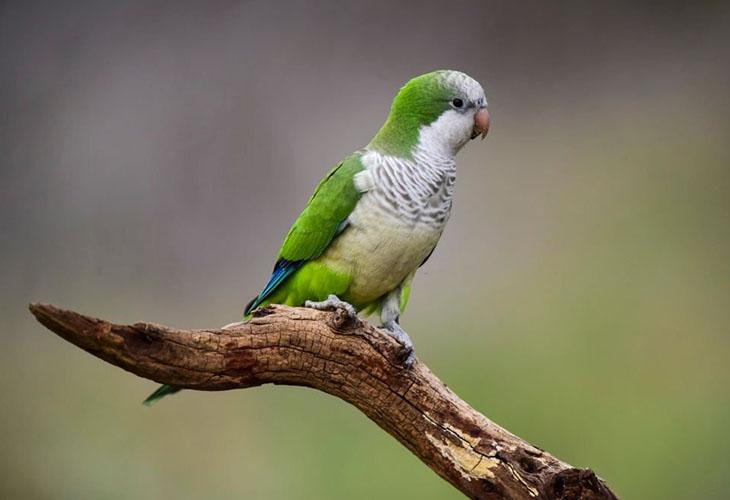 Quaker Parrot