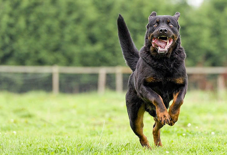 Rottweilers