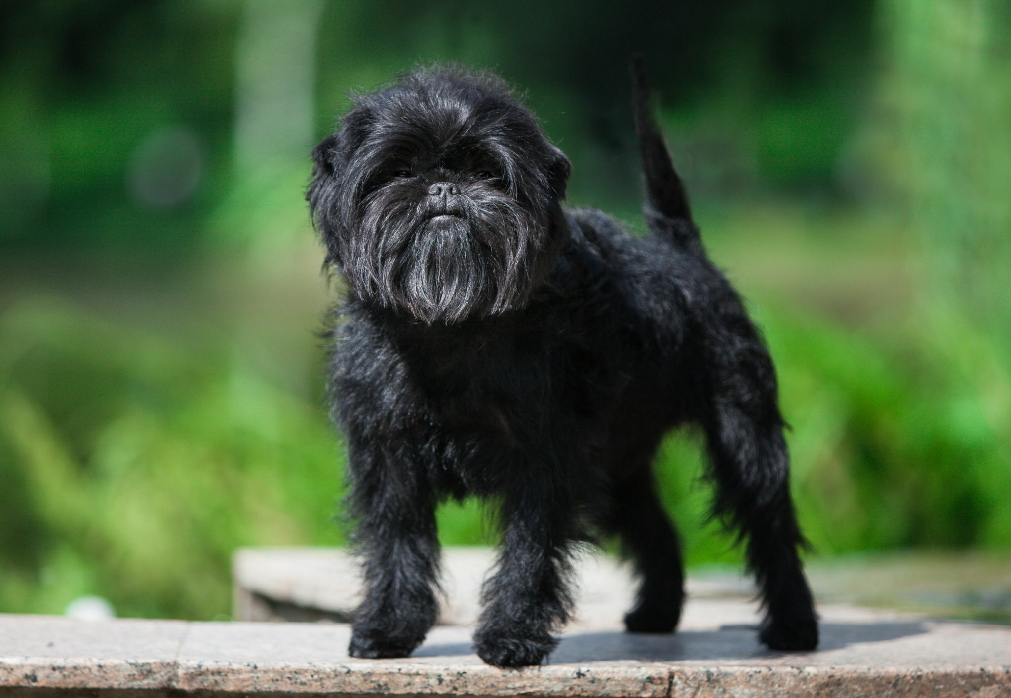 Affenpinscher