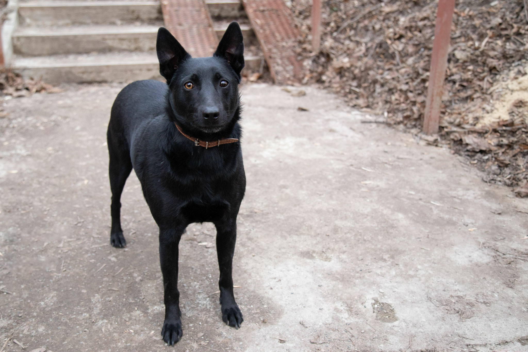 Black Norwegian Elkhound