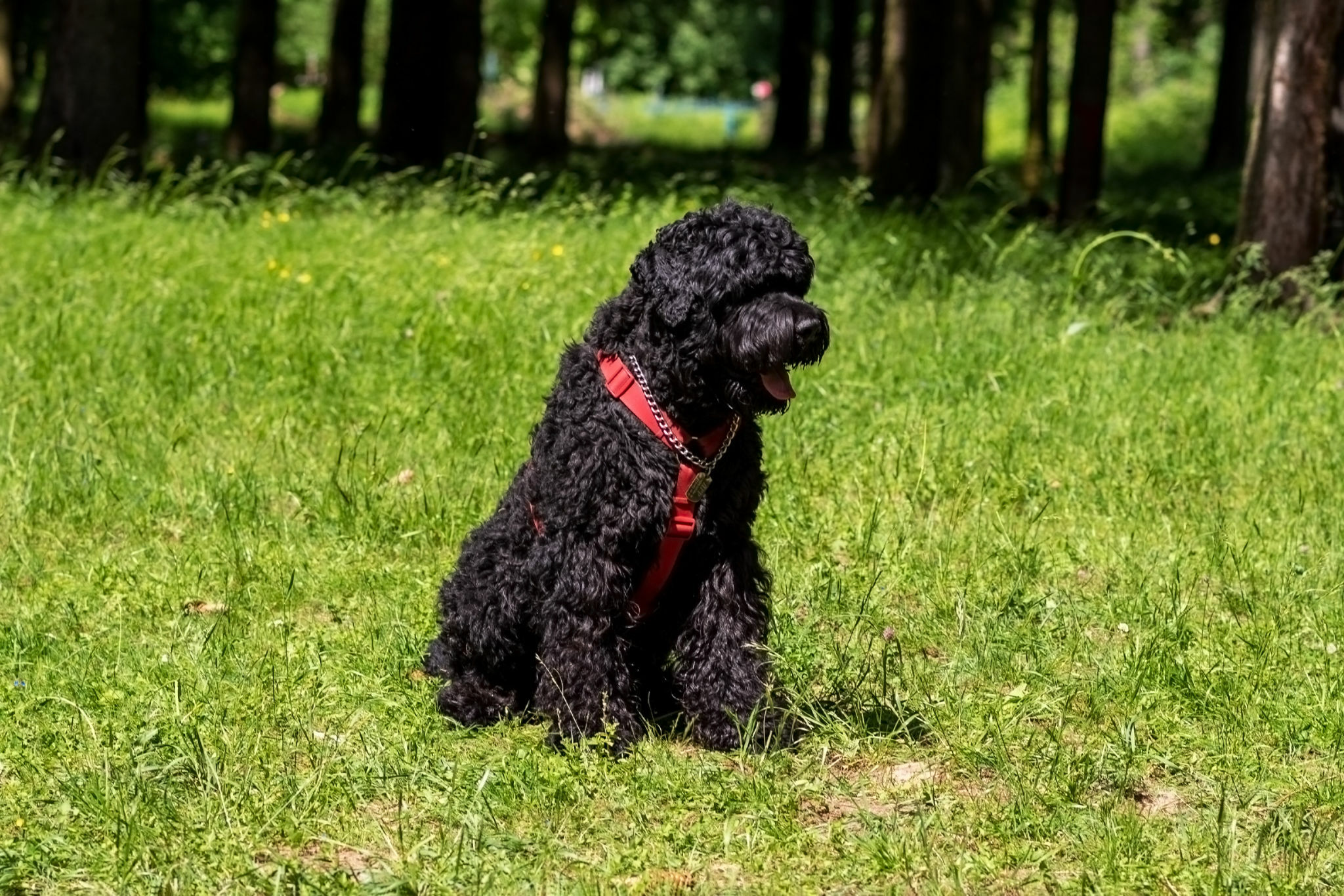 Black Russian Terrier