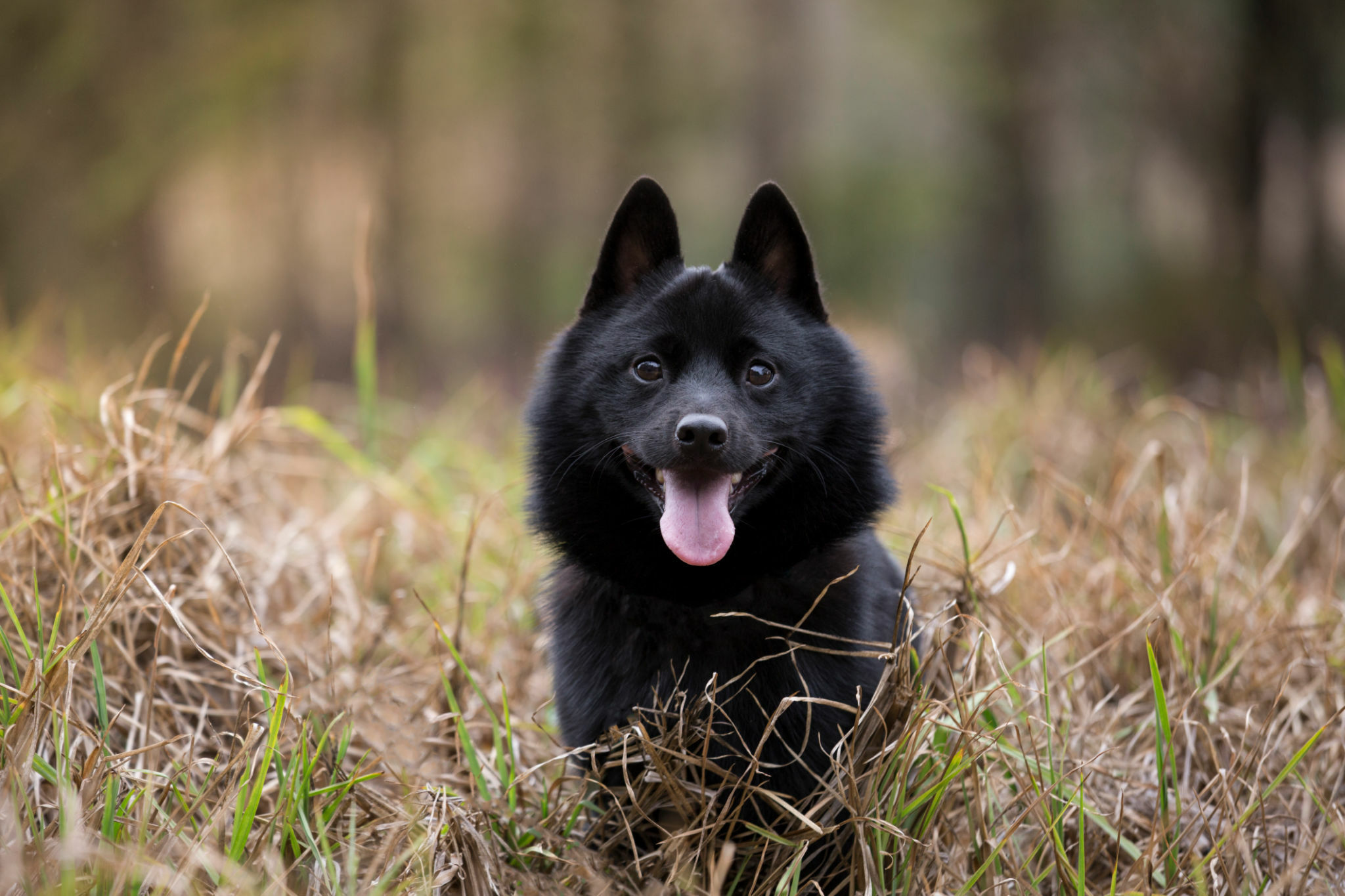 Schipperke