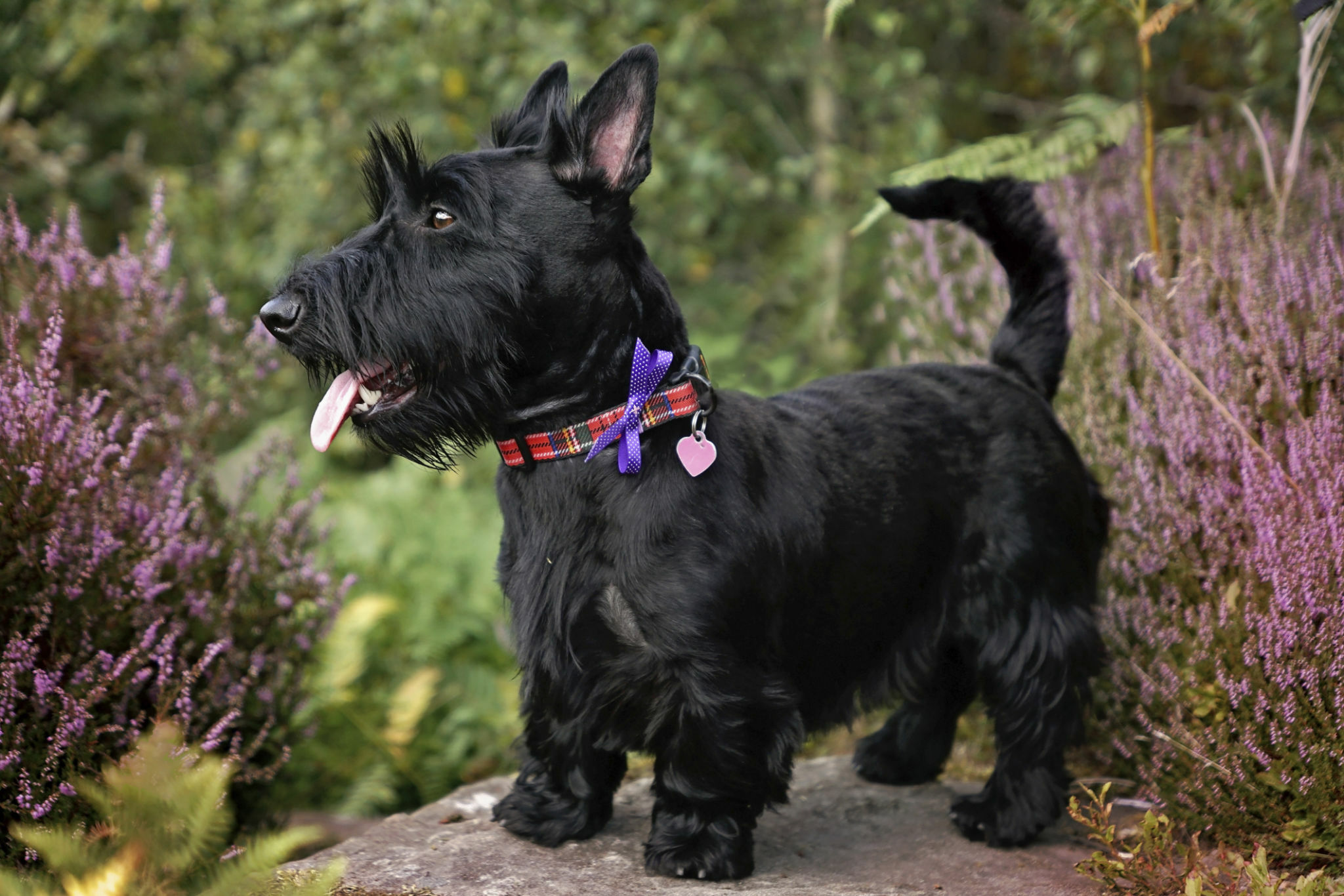 Scottish terrier