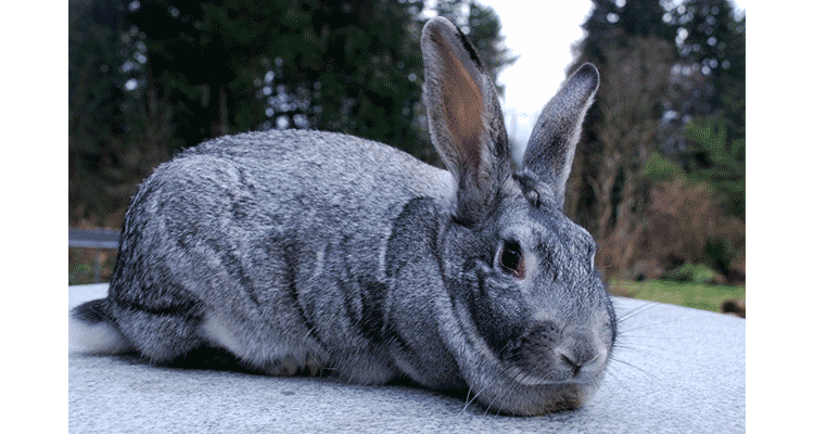 American Chinchilla