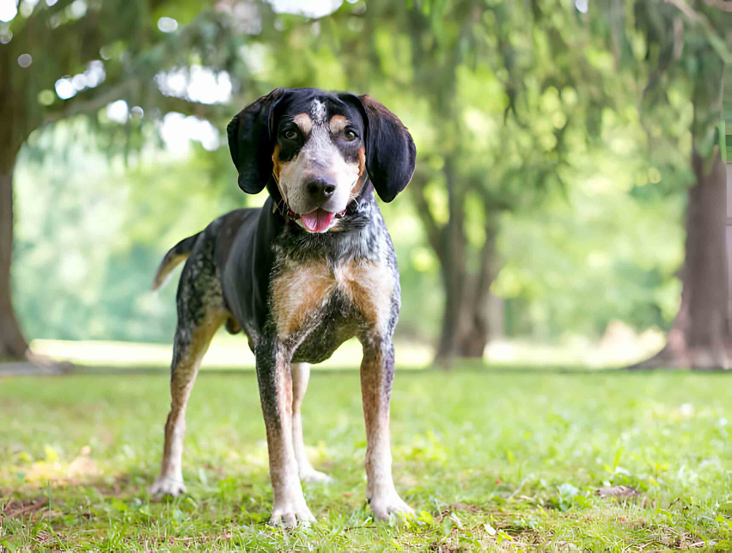 Bluetick Coonhound