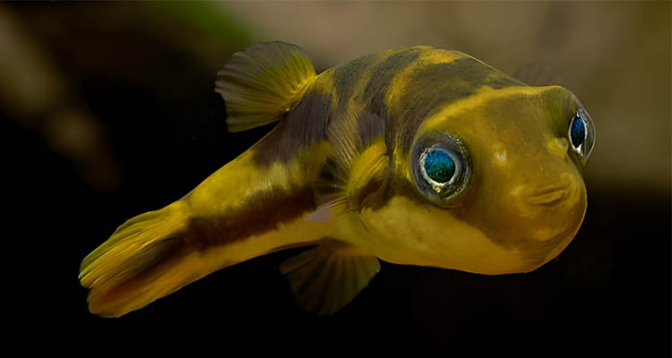 Dwarf Pufferfish