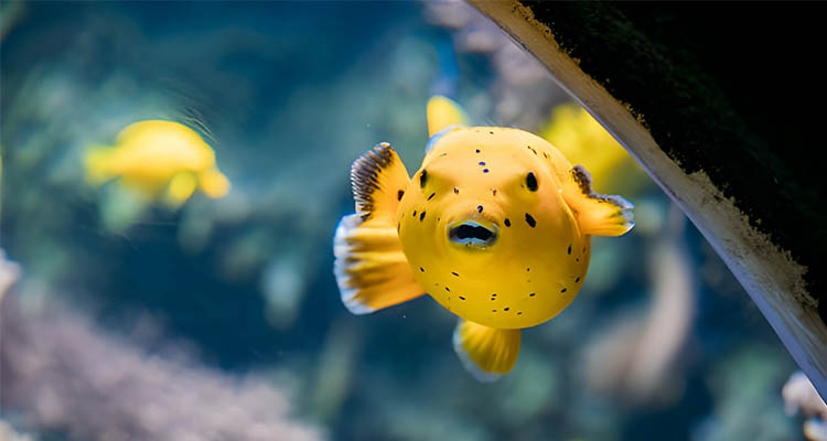 Golden Puffer