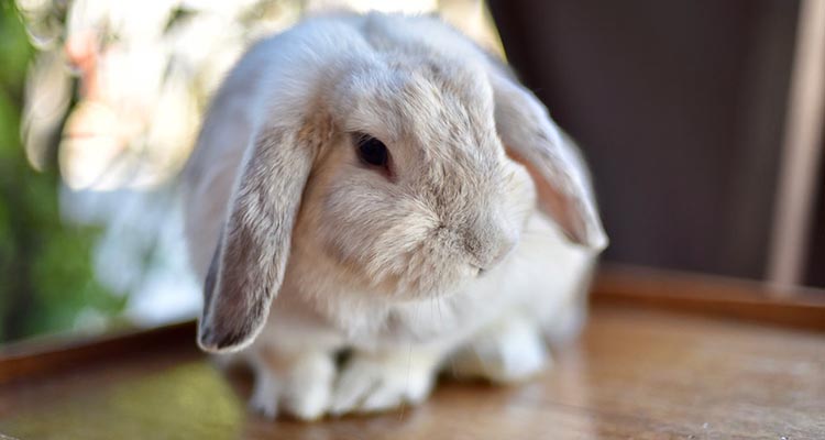 Holland Lop