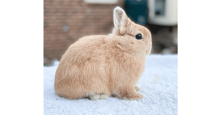 Netherland Dwarf