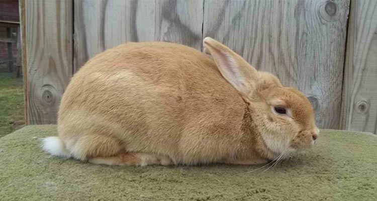 Palomino rabbit