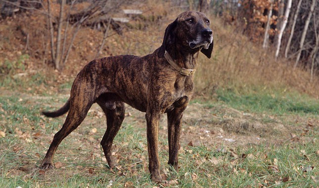 Plott Coonhound