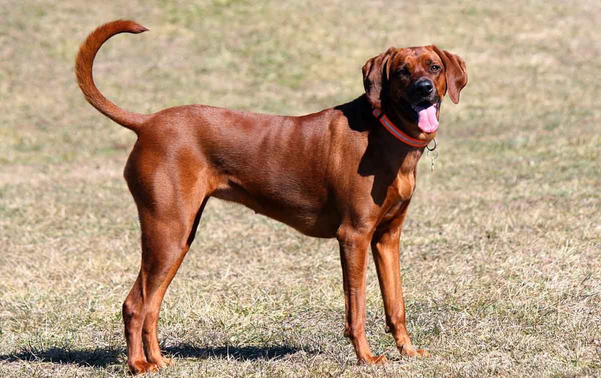 Redbone Coonhounds