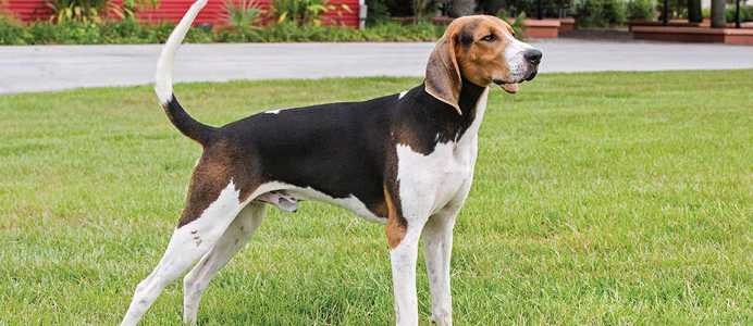 Treeing Walker Coonhound