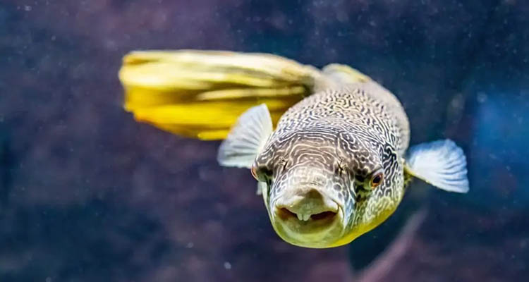 congo puffer