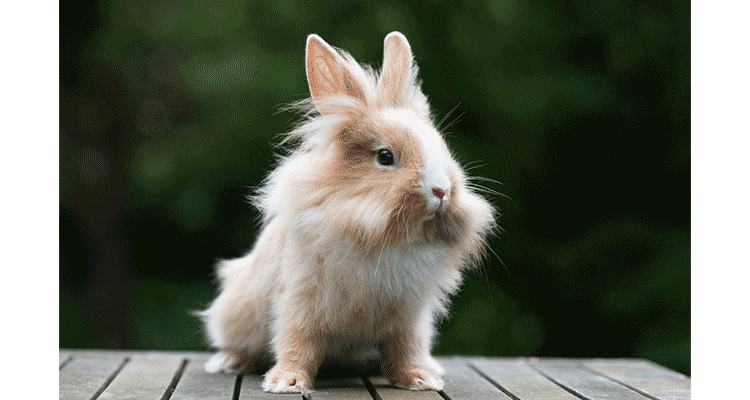 lionhead rabbit