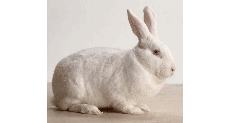 new zealand rabbit