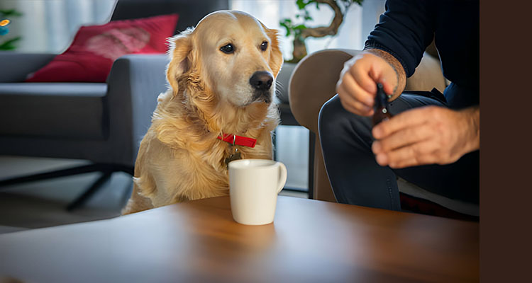 Essential Oil for Dogs